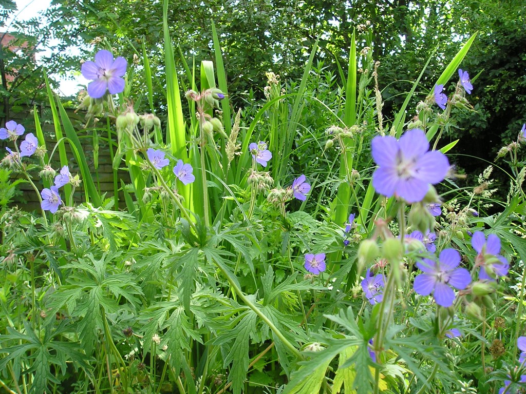 Wildflowers for wet areas