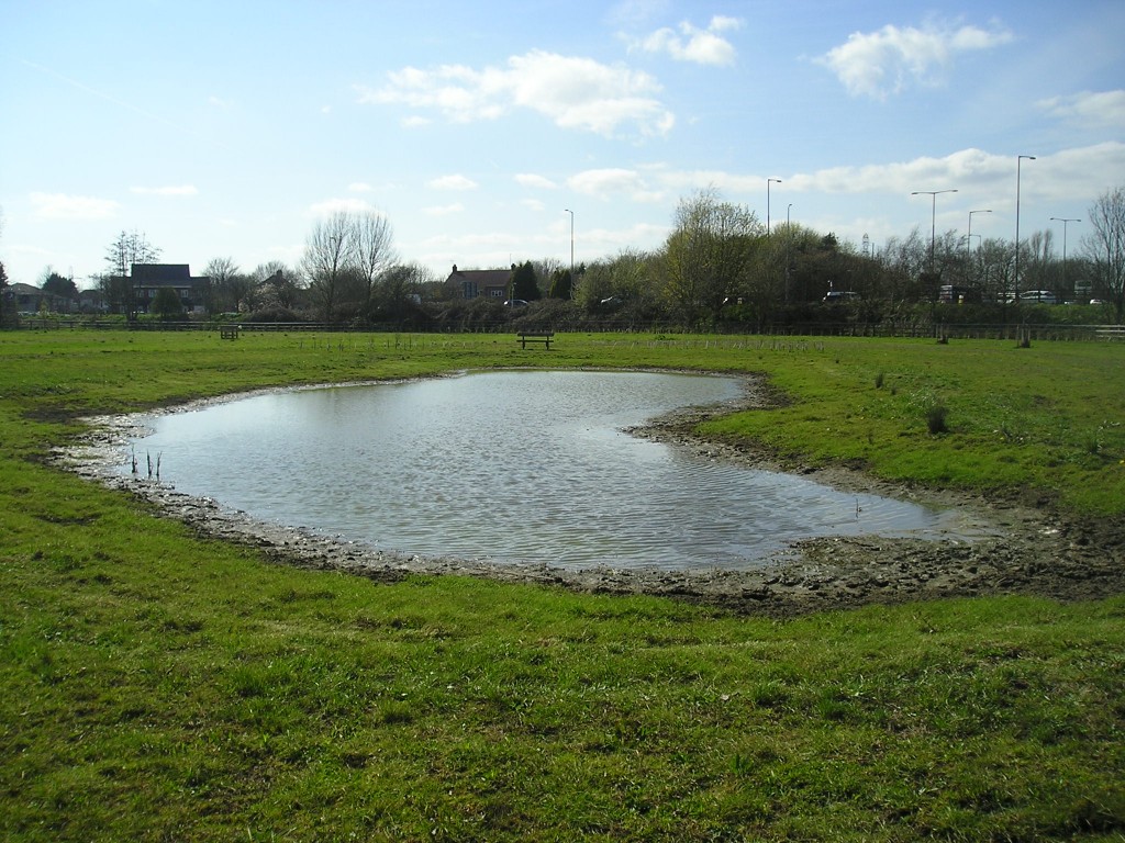 Wildflowers for wet areas