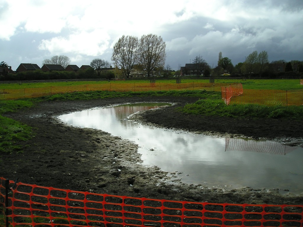 Wildflowers for wet areas