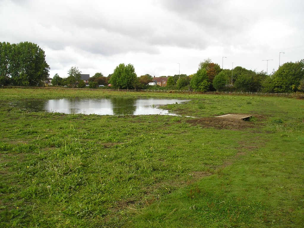 Wildflowers for wet areas