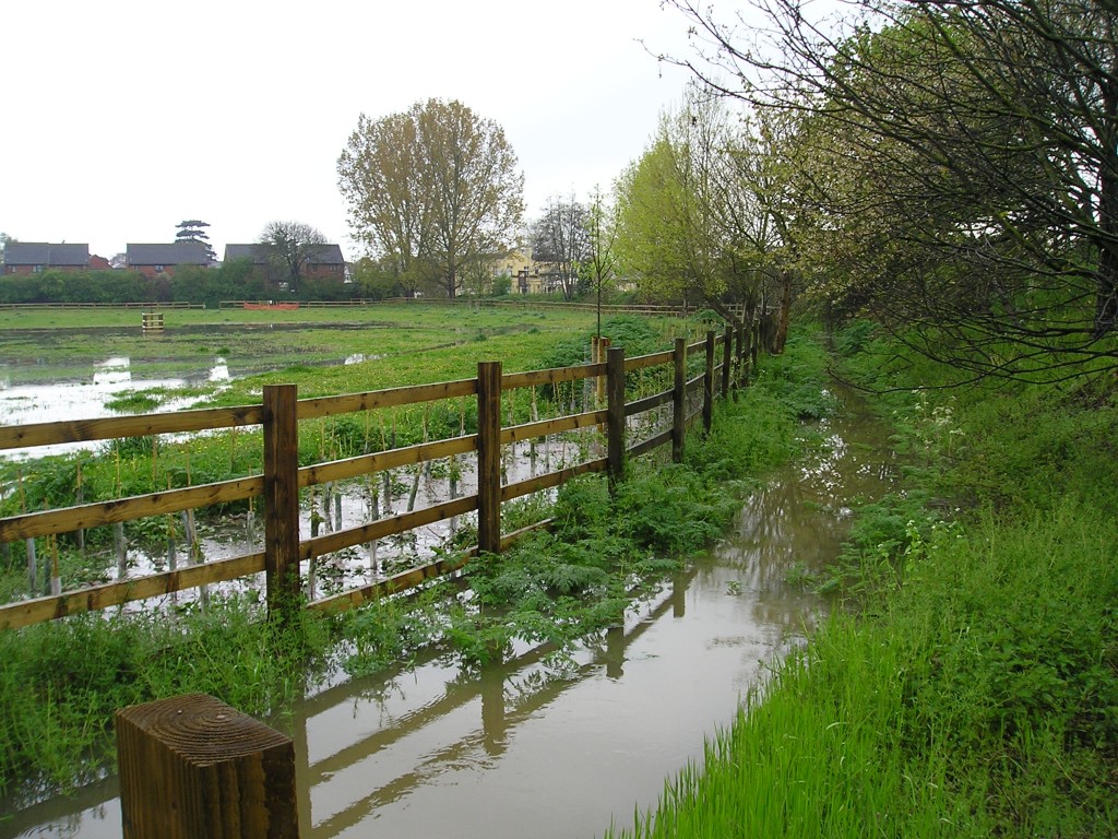 Wildflowers for wet areas