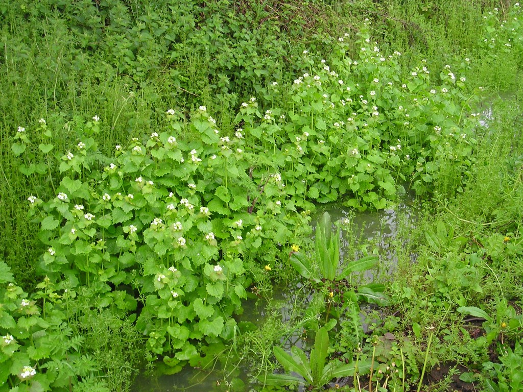 Wildflowers for wet areas