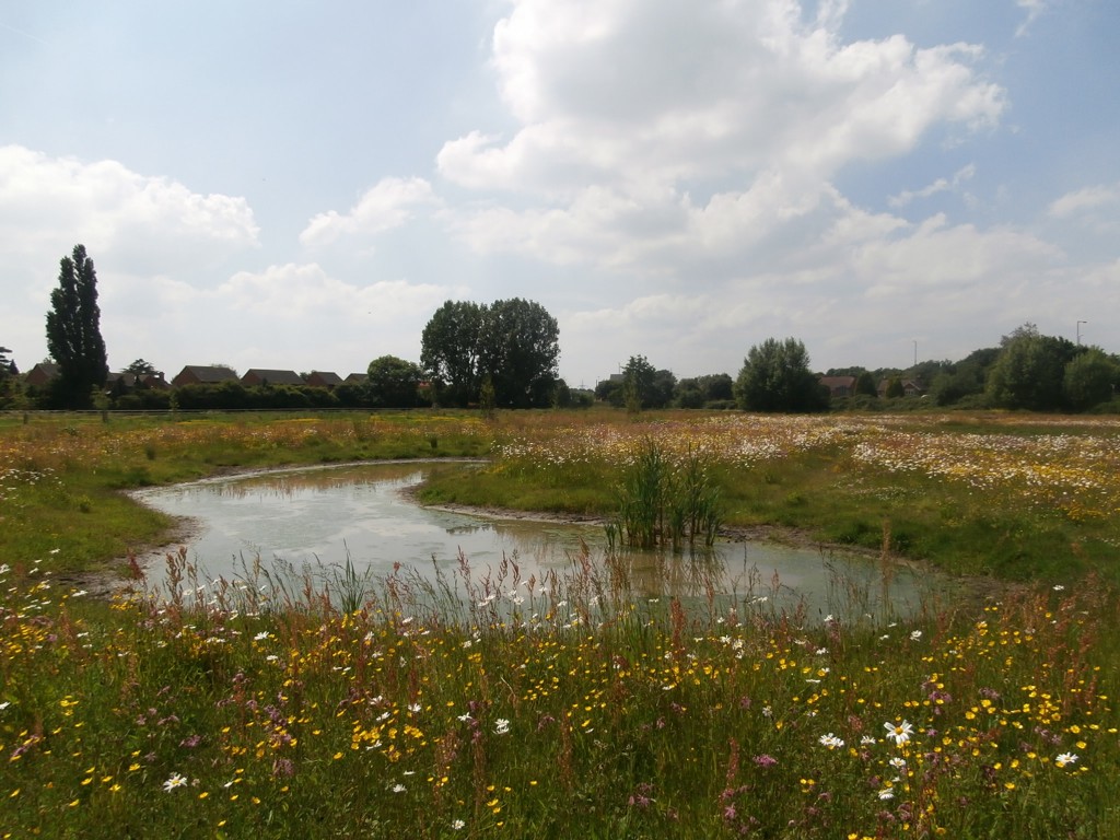 Wildflowers for wet areas