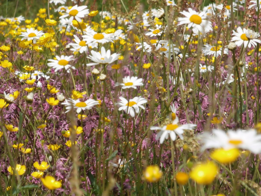 Wildflowers for wet areas