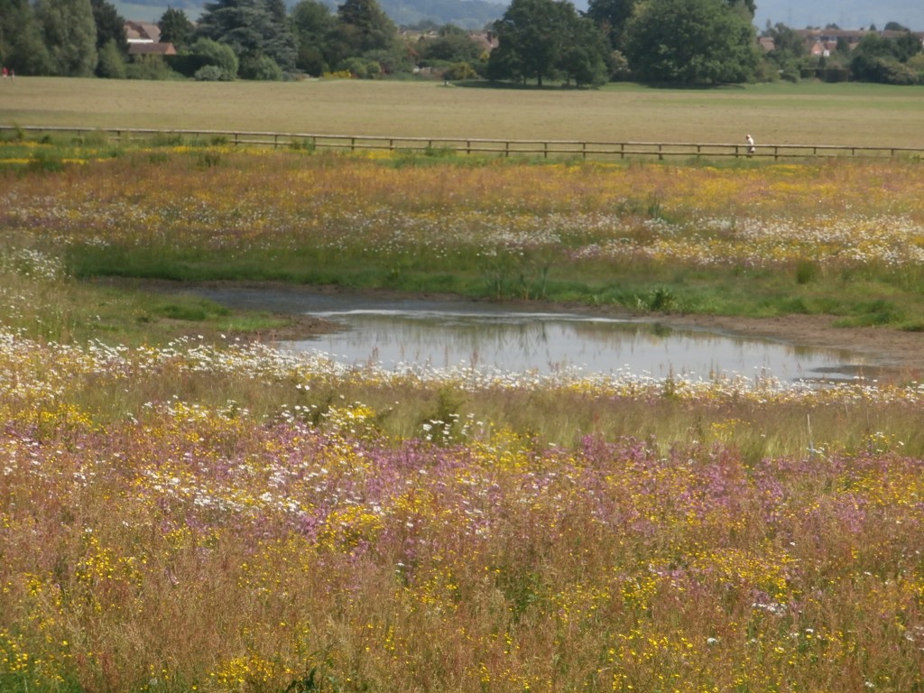 Wildflowers for wet areas