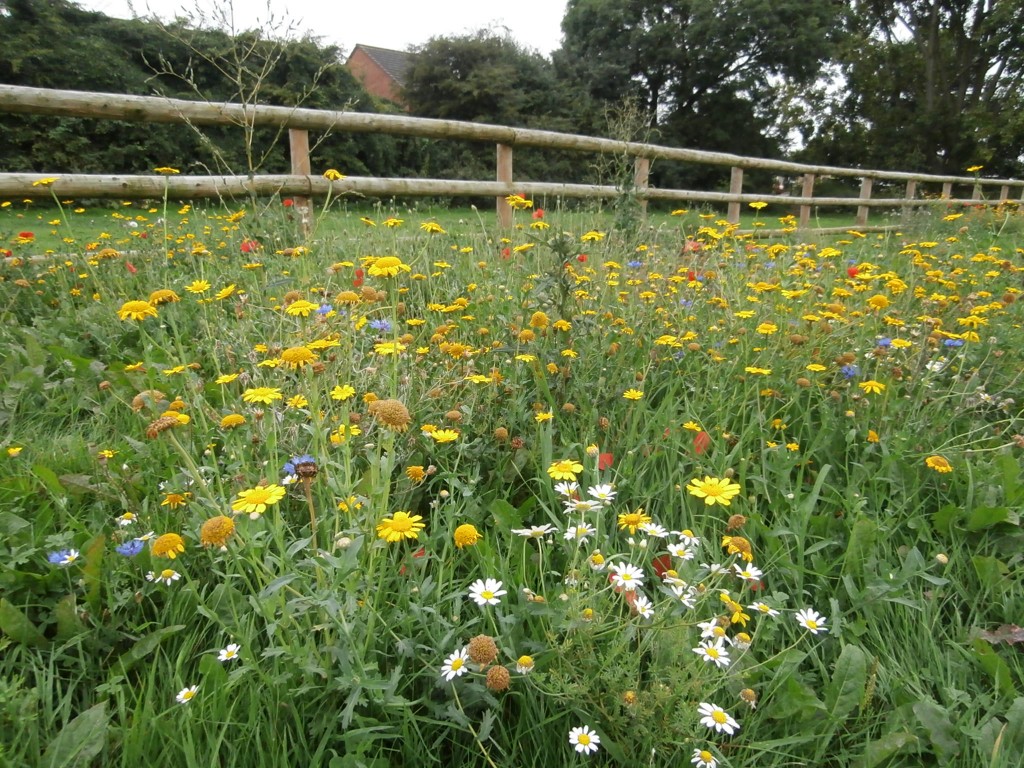 Wildflowers for wet areas