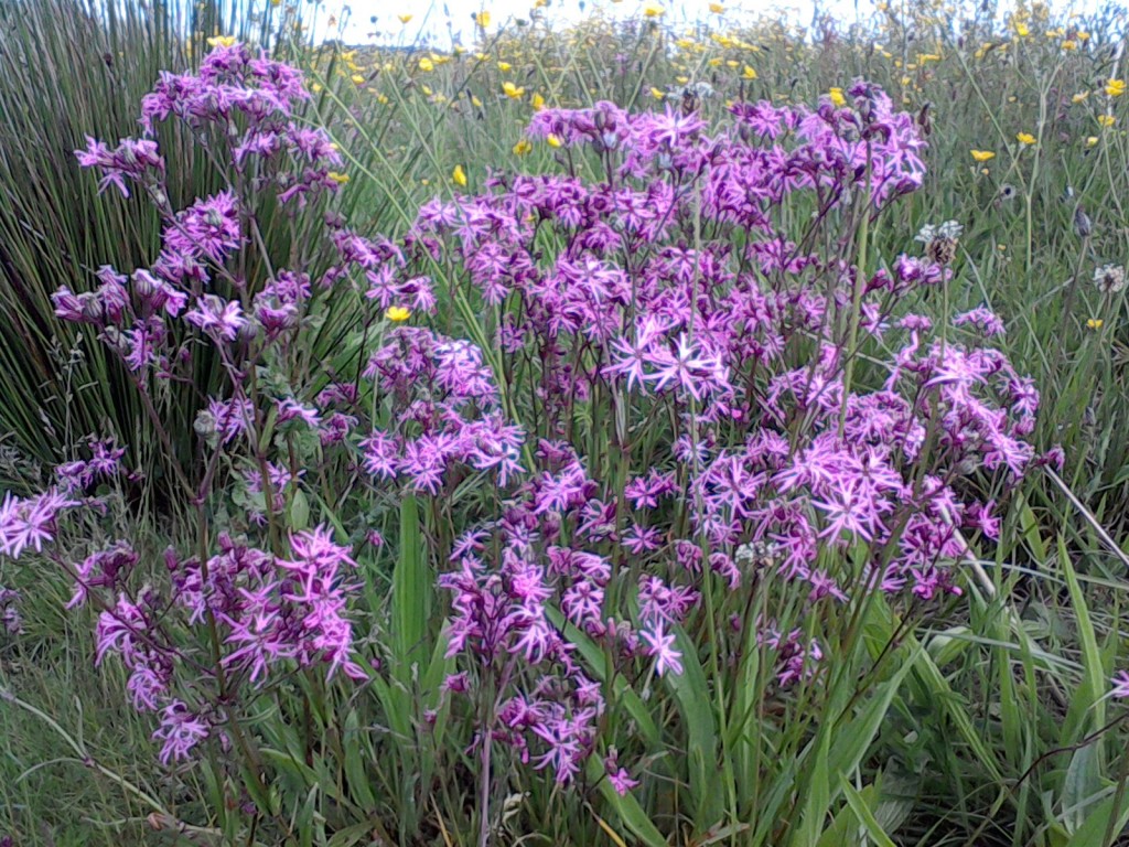 Wildflowers for wet areas