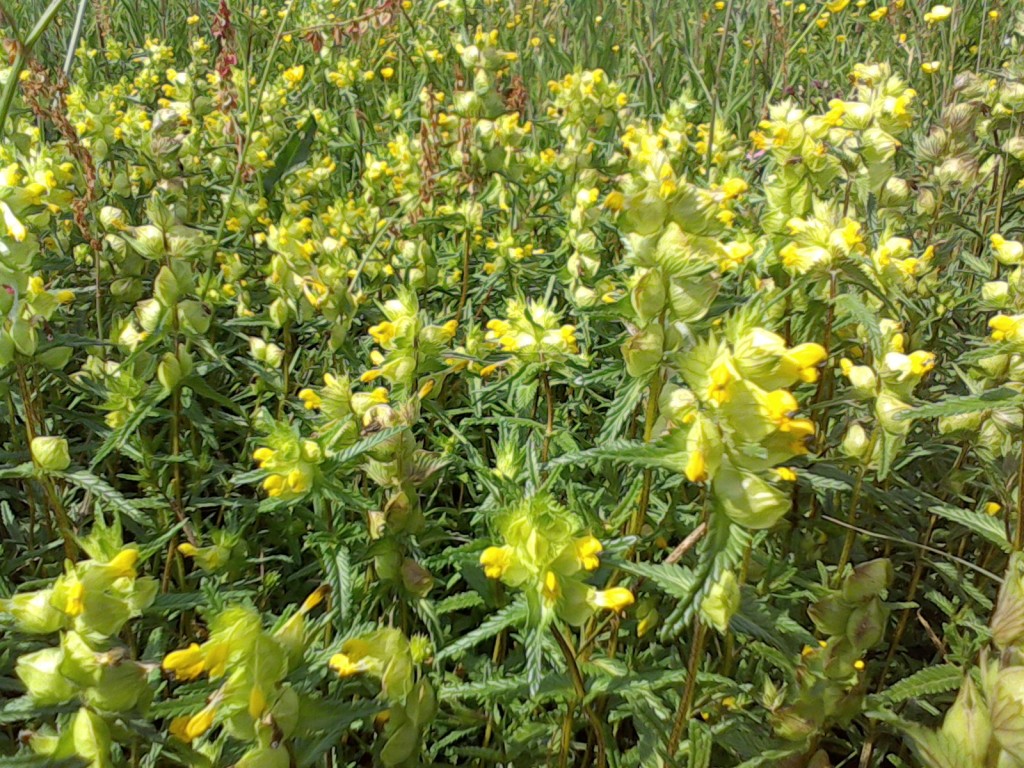 Wildflowers for wet areas