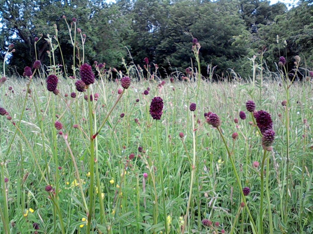 Wildflowers for wet areas