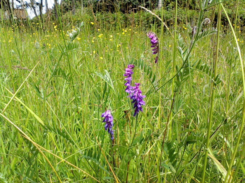 WILDFLOWER SEEDS - Anthoxanthum nitens (Sweet Grass) Wild Flower