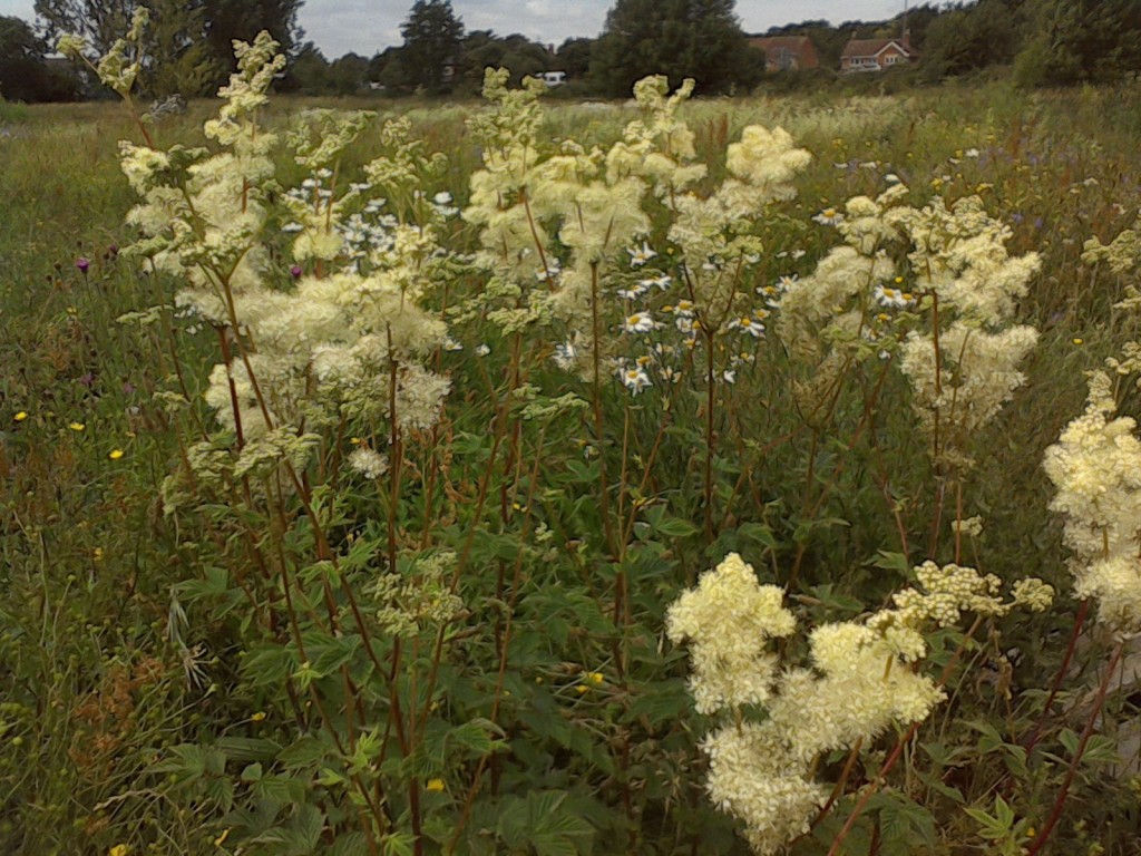 Wildflowers for wet areas