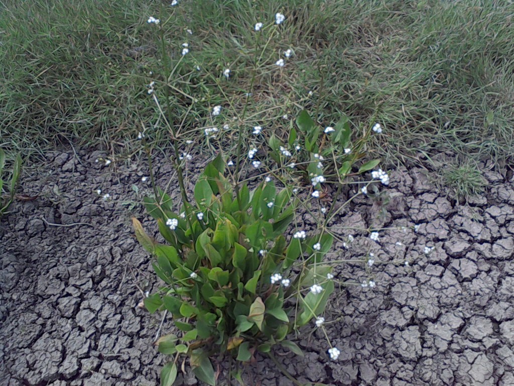 Wildflowers for wet areas