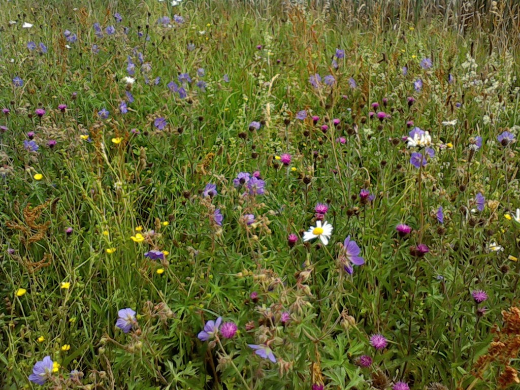 Wildflowers for wet areas