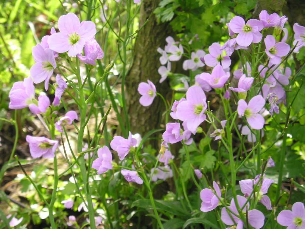 Wildflowers for Wet areas