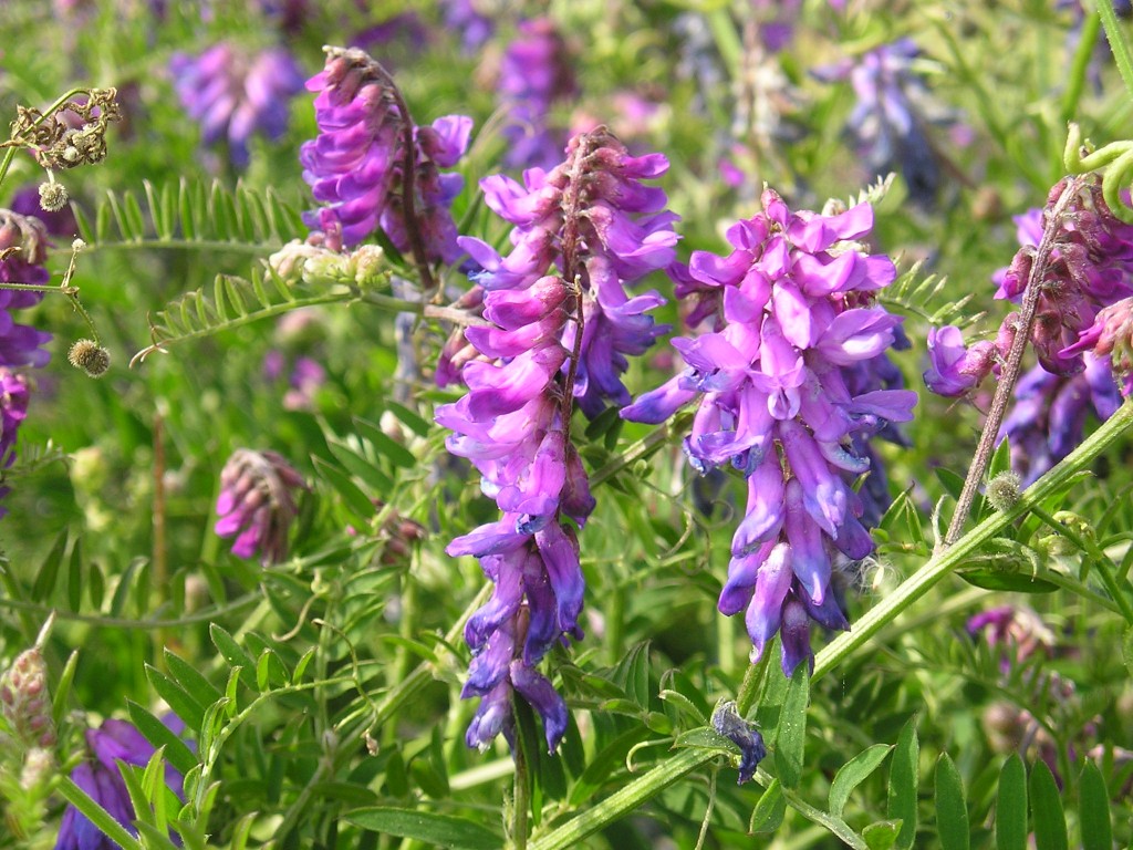 Wildflowers for wet areas