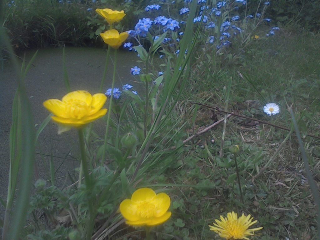 Wildflowers that grow together