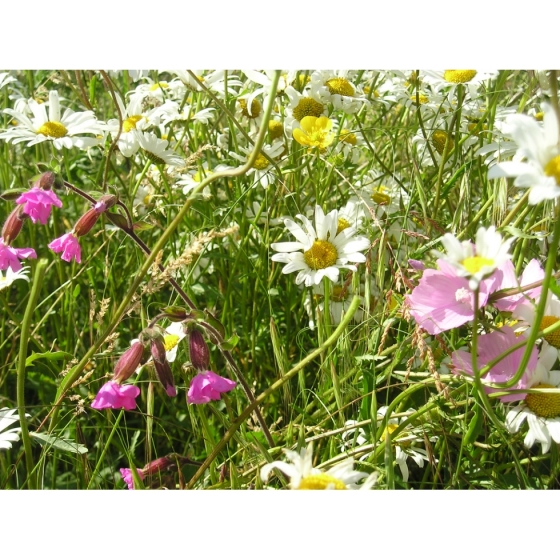Basic Low cost Meadow seed mix -Wildflower and Grass Mix