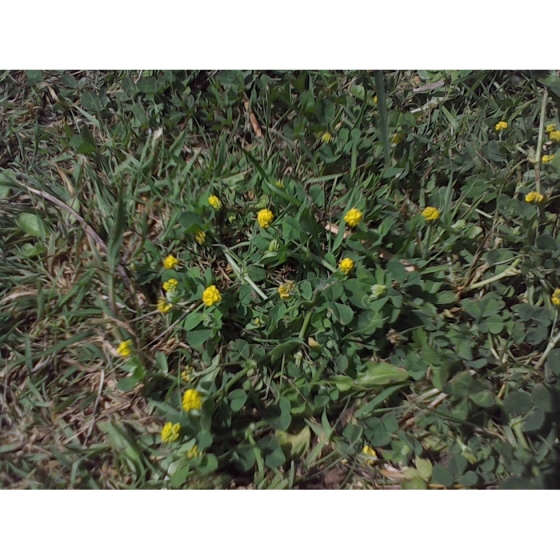 LESSER TREFOIL seeds (trifolium dubium)