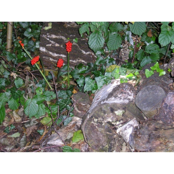 LORDS AND LADIES seeds (arum maculatum)