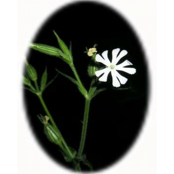 NIGHT FLOWERING CATCHFLY seeds (silene noctiflora)