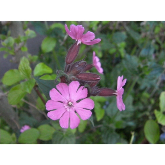 RED CAMPION seeds (silene dioica)