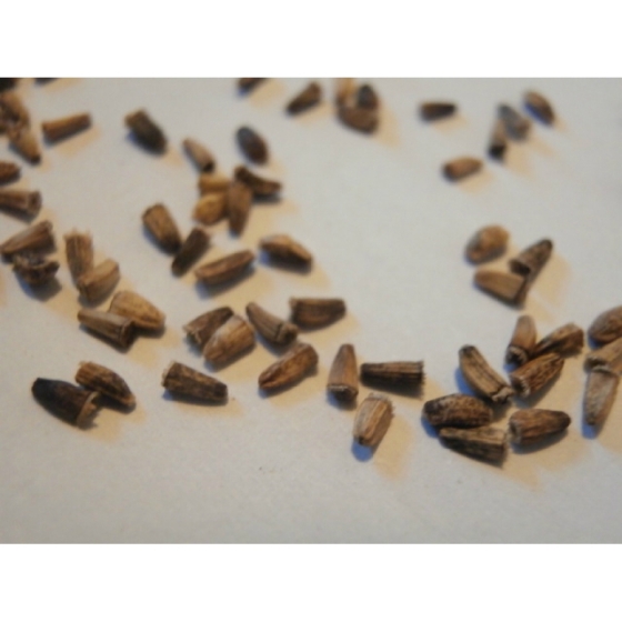 CHICORY seeds (cichorium intybus)