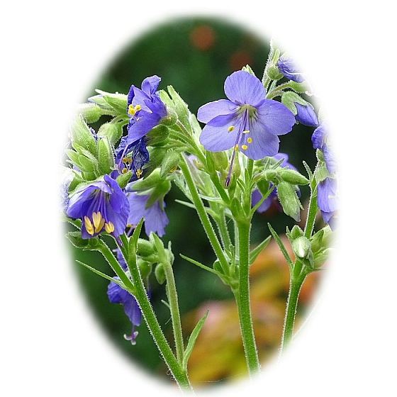 JACOBS LADDER seeds (Polemonium caeruleum)