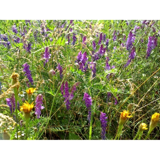 TUFTED VETCH seeds (vicia cracca)