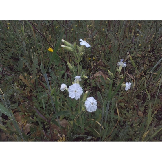 WHITE CAMPION seeds (silene latifolia)