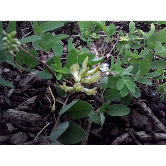 WILD LIQUORICE seeds (astragalus glycphyllos)