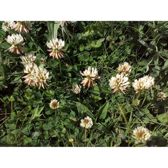 WILD WHITE CLOVER seeds (trifolium repens)