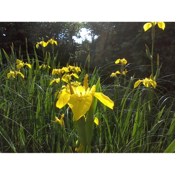 YELLOW FLAG IRIS seeds (iris pseudaconus)