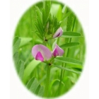 view details of COMMON TOADFLAX seeds (linaria vulgaris)