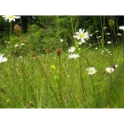 view details of Meadow mix for Pond Edges -Wildflower and Grass seed Mix