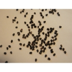 GREATER CELANDINE seeds (chelidonium majus)