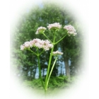 COMMON VALERIAN seeds (Valeriana officinalis)