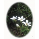 view details of MEADOW CRANESBILL seeds (geranium pratense)