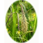 view details of OXLIP seeds (primula elatior)