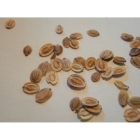 WILD PARSNIP seeds (pastinaca sativa)