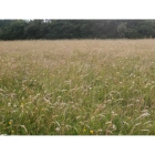 Meadow mix for Acid soils -Wildflower and Grass seed Mix