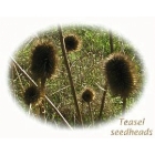 TEASEL seeds (dipsacus fullonum)