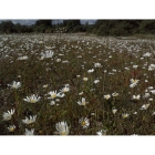 view details of Basic Wildflowers-100% wild flower seed mix