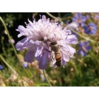 Honey Bee Meadow mix -Wildflower and Grass seed Mixture