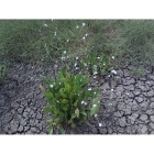 WATER PLANTAIN seeds (alisma plantago-aquatica)