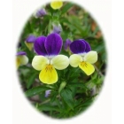 WILD PANSY seeds (viola tricolor)