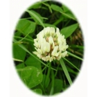 view details of WILD STRAWBERRY seeds (fragaria vesca)