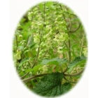 view details of WOOD CRANESBILL seeds (geranium sylvaticum)