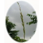 view details of False Wood Brome (brachypodium sylvaticum)