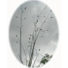 view details of Wavy Hairgrass (deschampsia flexuosa)