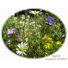 Summer Meadow Selection